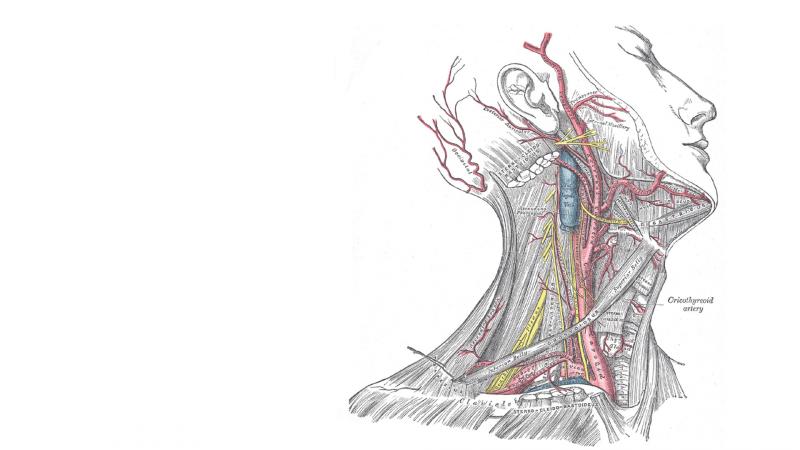 #تشريح #anatomy #إنسان #human #جسم #Body #طب - 14