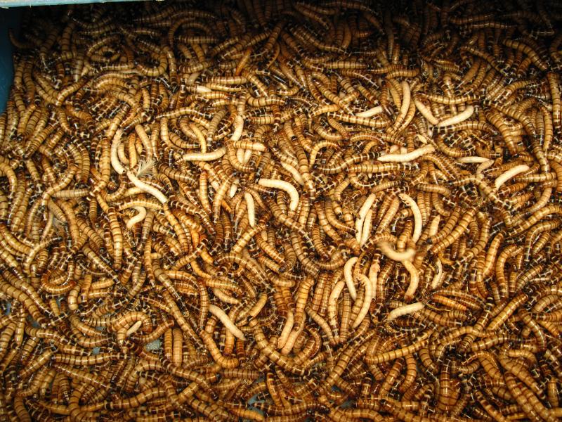 صور #حشرات #حشرة #Insects دقيقة #HD وعالية الوضوح - 377