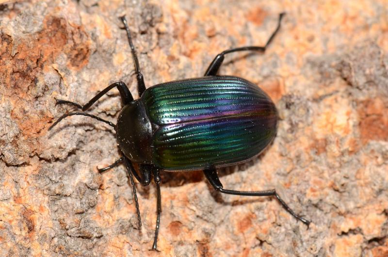 صور #حشرات #حشرة #Insects دقيقة #HD وعالية الوضوح - 360