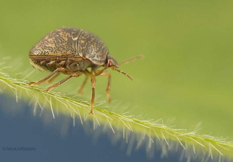 صور #حشرات #حشرة #Insects دقيقة #HD وعالية الوضوح - 374