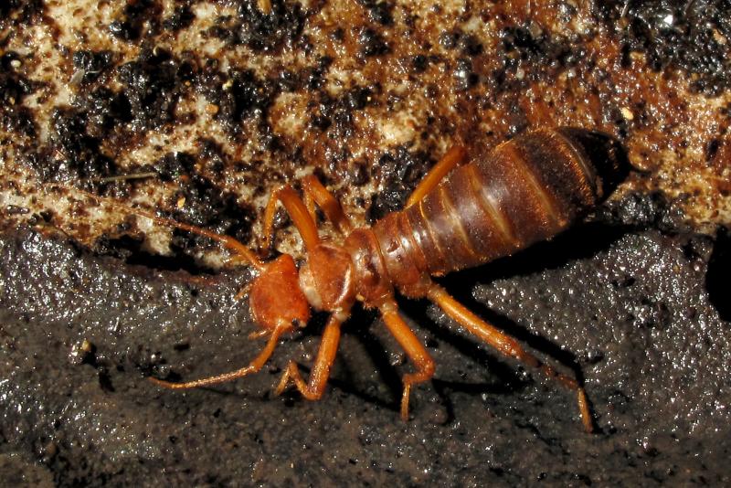 صور #حشرات #حشرة #Insects دقيقة #HD وعالية الوضوح - 359