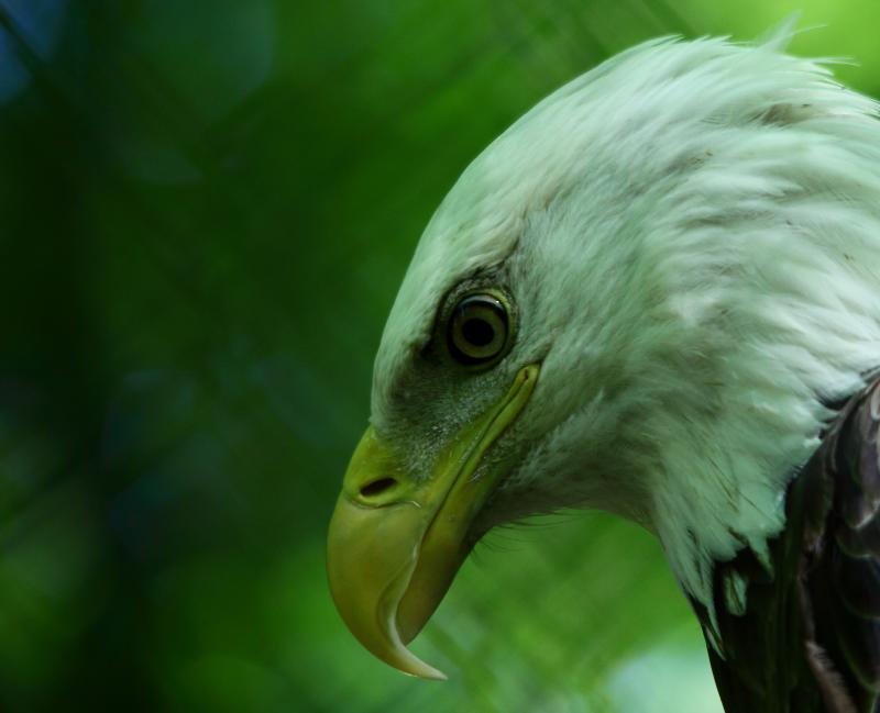 #نسر #Eagle #طيور #Birds #خلفيات - 2