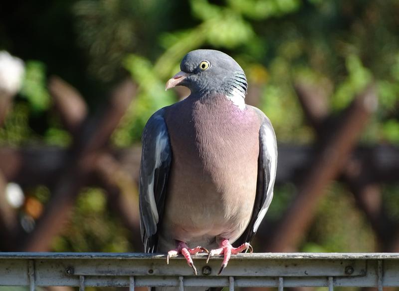 #حمام #Dove #طيور #Birds #سلام #Peace #خلفيات - 3