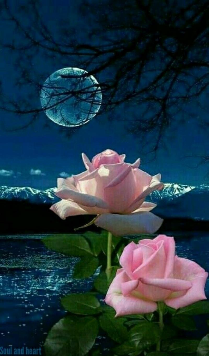 #قمر #Moon #زهور #Flowers عالية الوضوح - 6