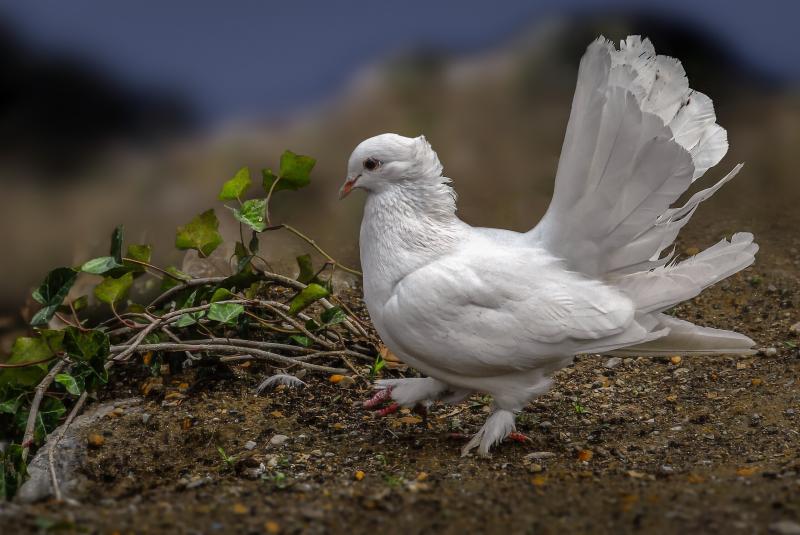 #حمام #Dove #طيور #Birds #سلام #Peace #خلفيات - 10