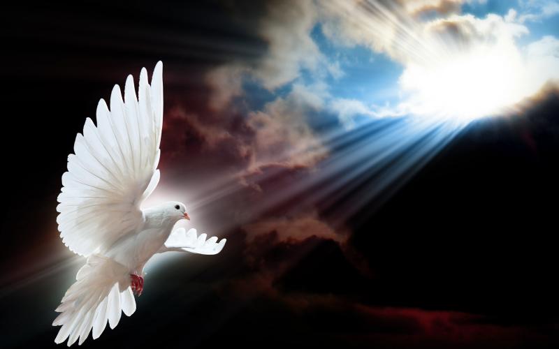 #حمام #Dove #طيور #Birds #سلام #Peace #خلفيات - 31