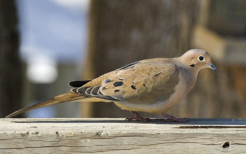 #حمام #Dove #طيور #Birds #سلام #Peace #خلفيات - 20
