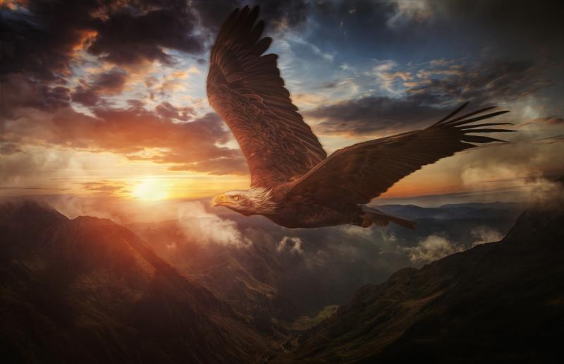 #نسر #Eagle #طيور #Birds #خلفيات - 10