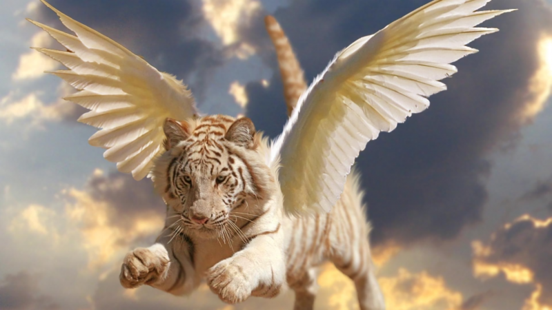 #جناح #أجنحة #Wings #ملائكة #ملاك #Angels عالية الوضوح - 8