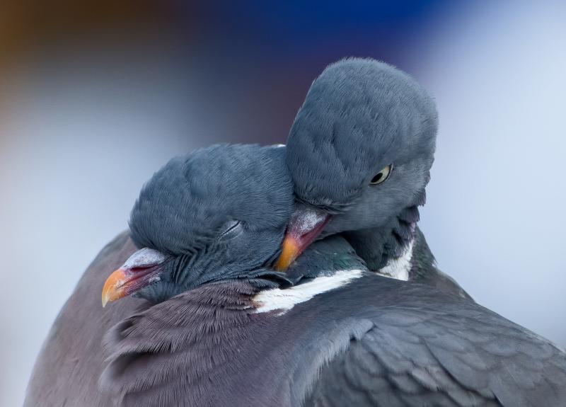 #حمام #Dove #طيور #Birds #سلام #Peace #خلفيات - 12