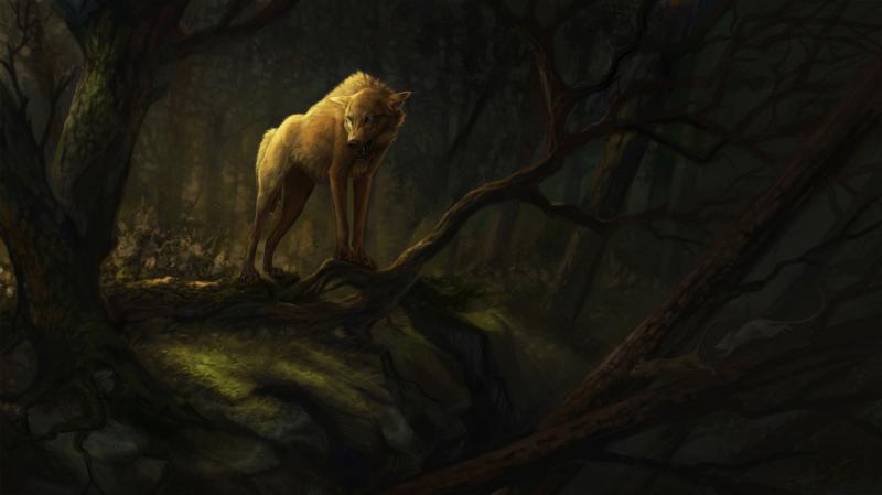 #ذئب #Wolf #حيوانات #Animal عالية الوضوح - 77