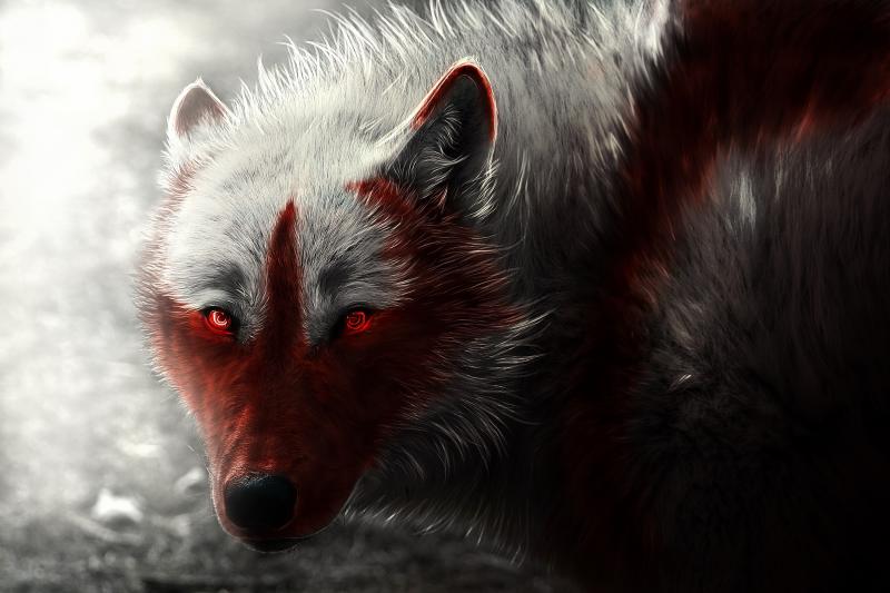 #ذئب #Wolf #حيوانات #Animal عالية الوضوح - 81