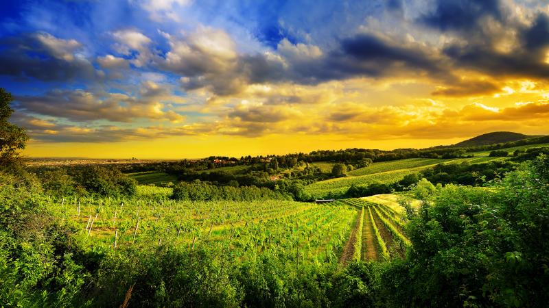 #حدائق #حقول #Fields #خلفيات #طبيعة - 1