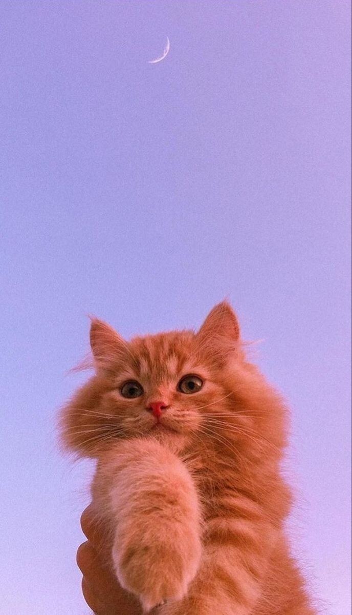 Fay3 خلفيات Wallpapers جوال Mobile قطط Cats قطة 7