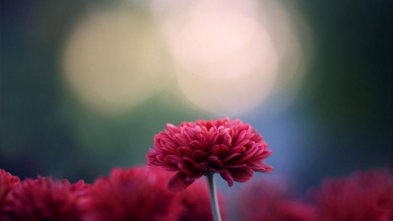 #زهور #Flowers #أقحوان #Chrysanthemum #طبيعة #خلفيات - 41