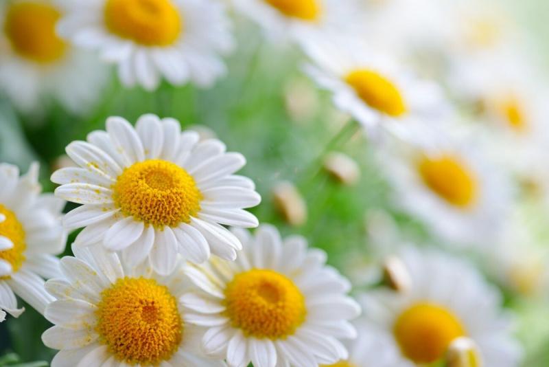 #زهور #Flowers #أقحوان #Chrysanthemum #طبيعة #خلفيات - 39