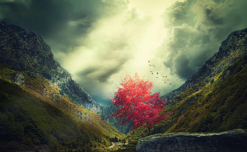 #خلفيات #Wallpapers #شجر #Trees #طبيعة #Nature عالية الوضوح - 5