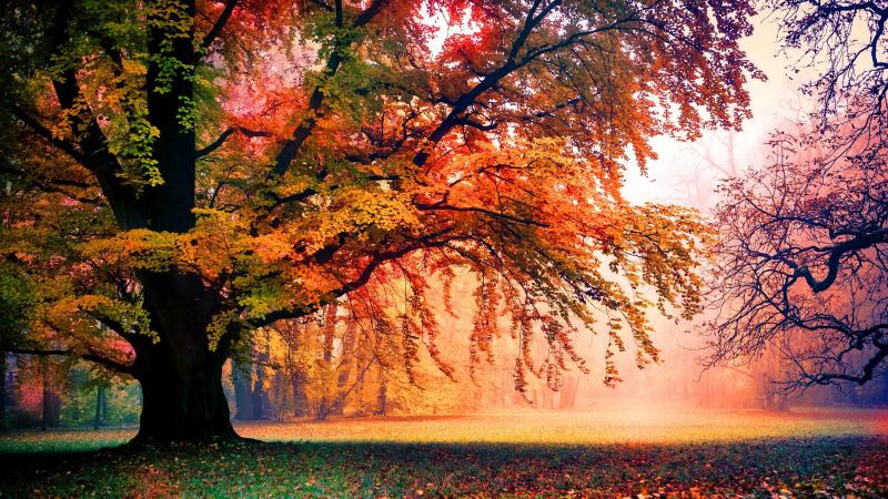 #خلفيات #Wallpapers #شجر #Trees #طبيعة #Nature عالية الوضوح - 6