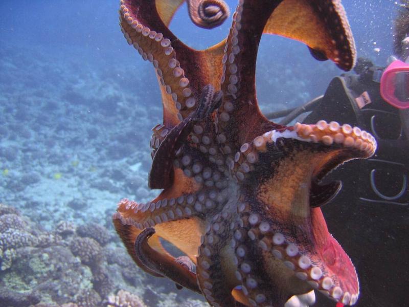 صور #أخطبوط #Octopus #بحر #Sea #طبيعة - 37