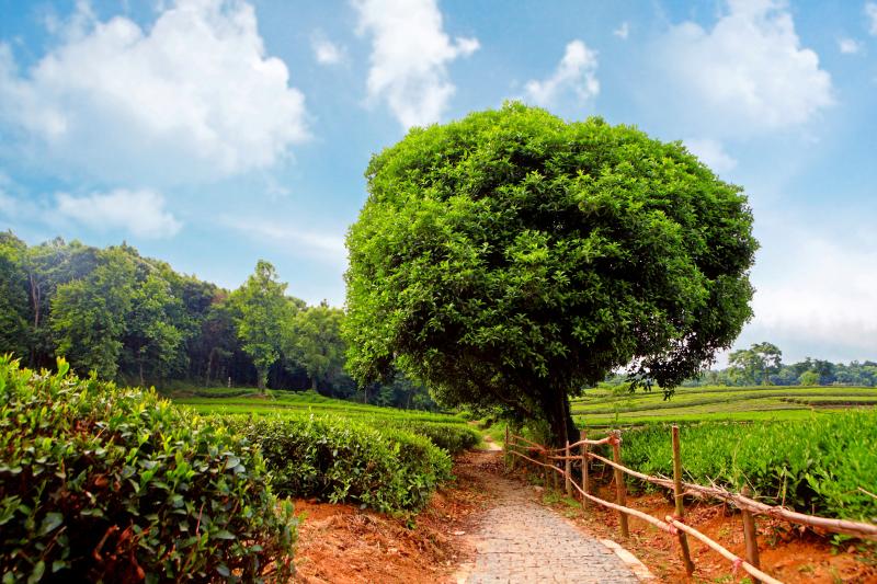 #خلفيات #Wallpapers #شجر #Trees #طبيعة #Nature عالية الوضوح - 14