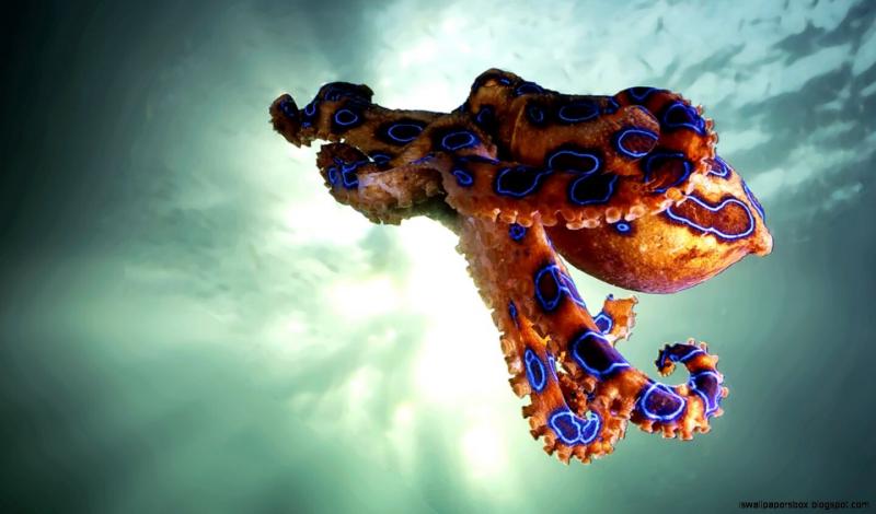 صور #أخطبوط #Octopus #بحر #Sea #طبيعة - 36