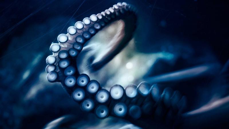 صور #أخطبوط #Octopus #بحر #Sea #طبيعة - 34