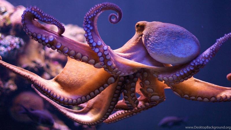 صور #أخطبوط #Octopus #بحر #Sea #طبيعة - 23