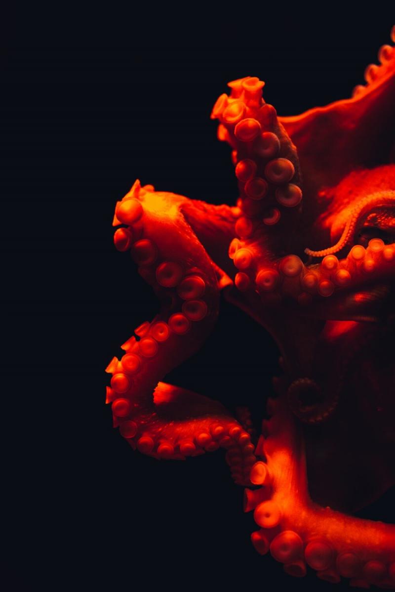 صور #أخطبوط #Octopus #بحر #Sea #طبيعة - 35