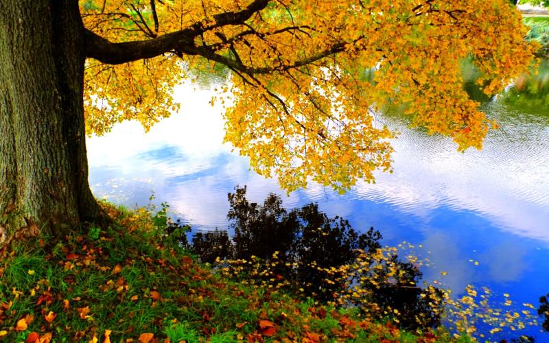 #خلفيات #Wallpapers #شجر #Trees #طبيعة #Nature عالية الوضوح - 17