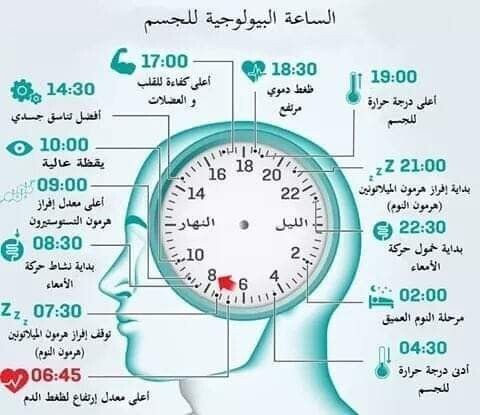 الساعة البيولوجية للجسم #صحة