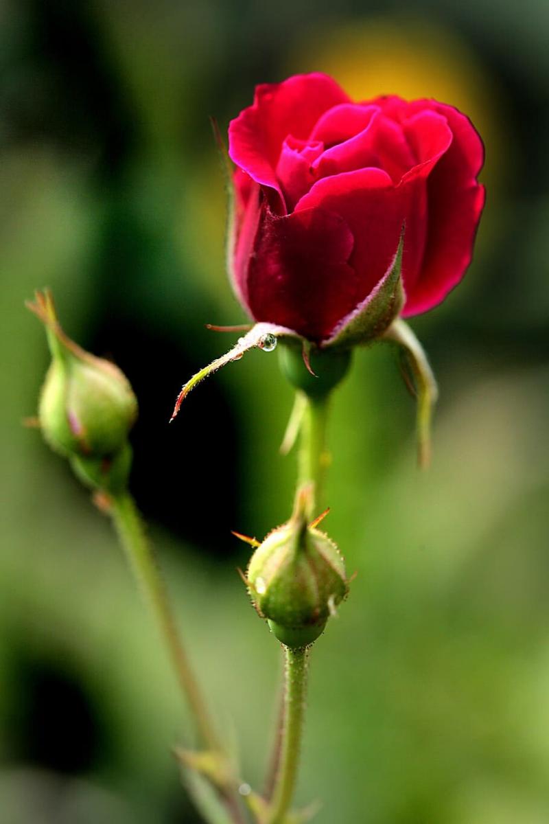 #ورد #ورود #Roses #حب #Love #صور - 74