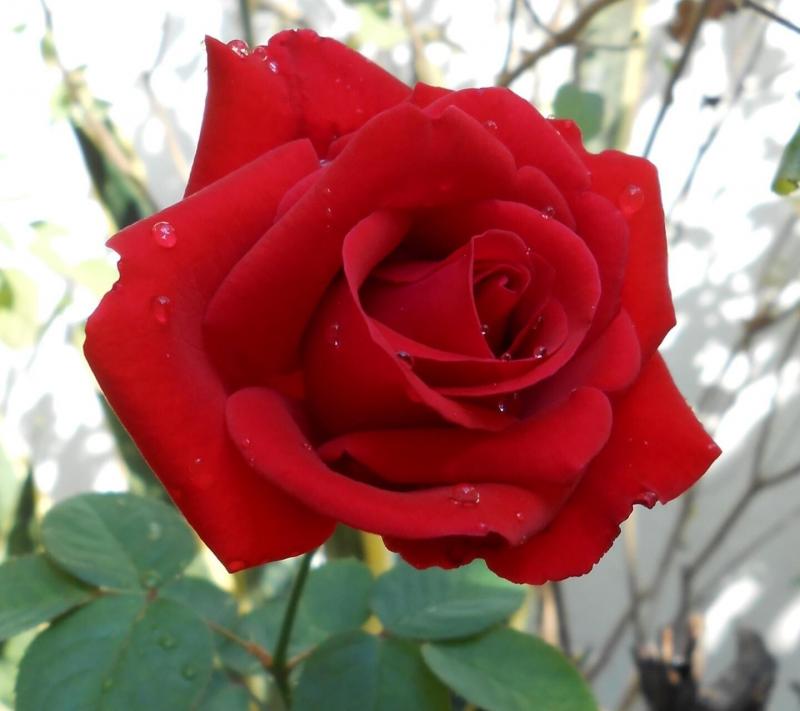 #ورد #ورود #Roses #حب #Love #صور - 63