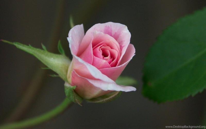 #ورد #ورود #Roses #حب #Love #صور - 70