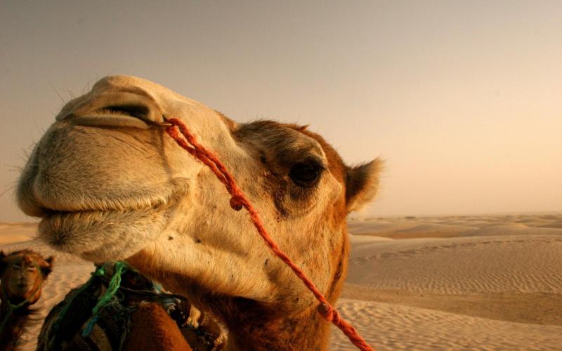 #جمال #جمل #Camels #حيوانات #Animals منوعة - 28