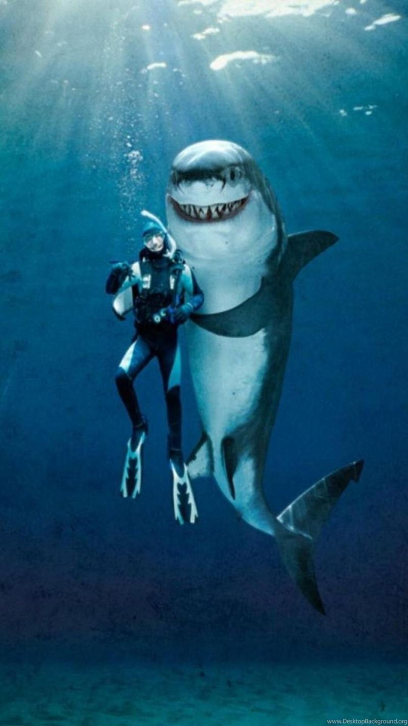 #قرش #Shark #طبيعة #Nature #حيوانات #Animals #خلفيات - 38