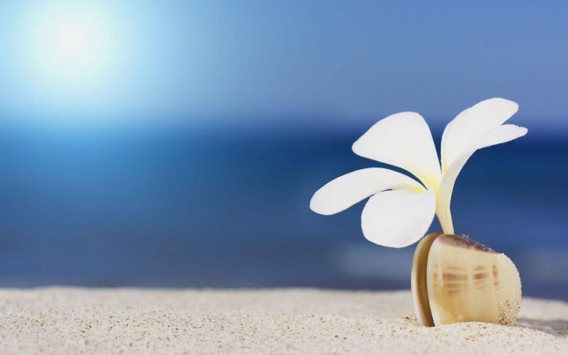 #زهور #Flowers على #شاطىء #Beach #خلفيات - 47