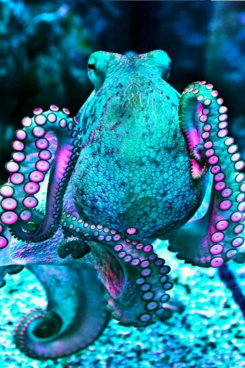 #أخطبوط #Octopus #حيوانات #Animals #بحر #Sea #صور - 14