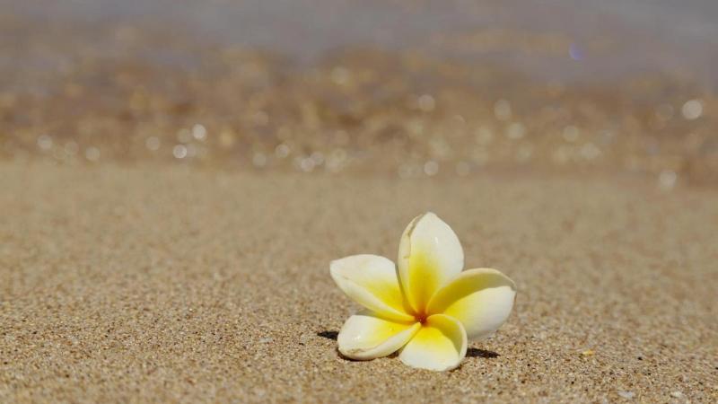 #زهور #Flowers على #شاطىء #Beach #خلفيات - 42