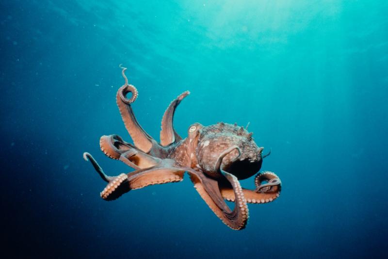 #أخطبوط #Octopus #حيوانات #Animals #بحر #Sea #صور - 5