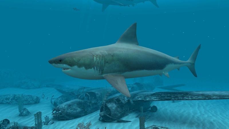 #قرش #Shark #طبيعة #Nature #حيوانات #Animals #خلفيات - 43
