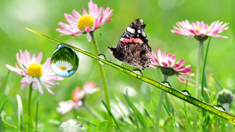 #فراشات #Butterfly #طبيعة - 8