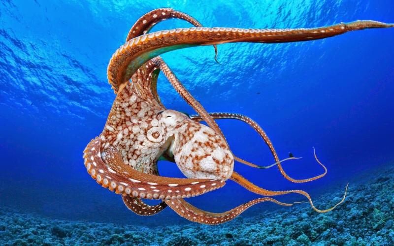 #أخطبوط #Octopus #حيوانات #Animals #بحر #Sea #صور - 11