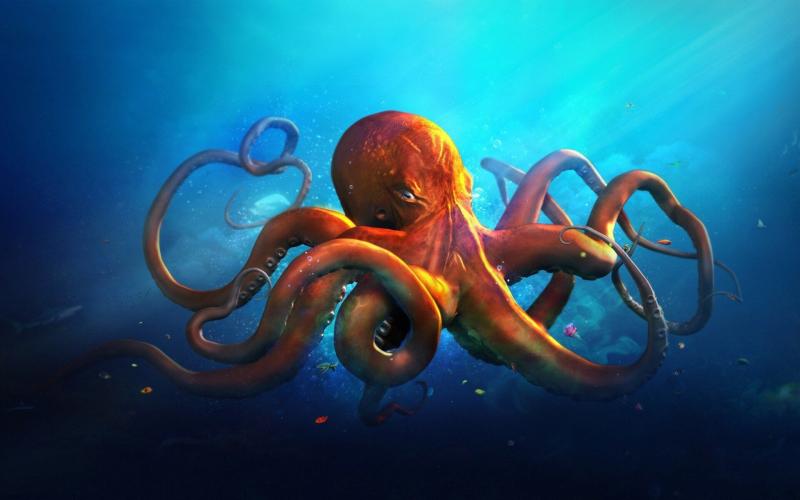 #أخطبوط #Octopus #حيوانات #Animals #بحر #Sea #صور - 17