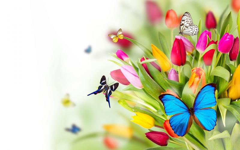 #فراشات #Butterfly #طبيعة - 15