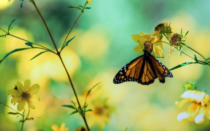 #فراشات #Butterfly #طبيعة - 13