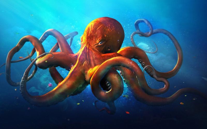 #أخطبوط #Octopus #حيوانات #Animals #بحر #Sea #صور - 6