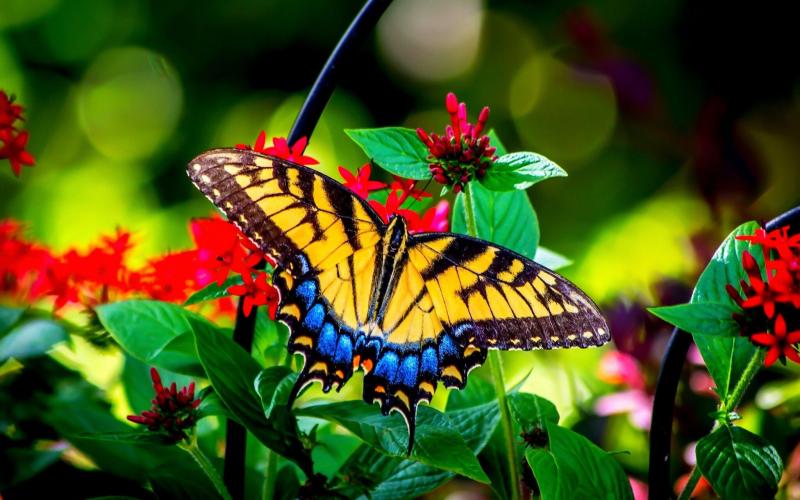 #فراشات #Butterfly #طبيعة - 19