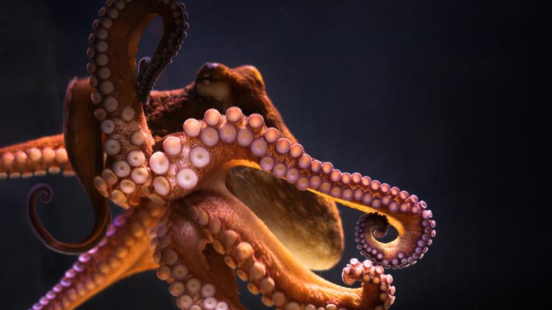 #أخطبوط #Octopus #حيوانات #Animals #بحر #Sea #صور - 3