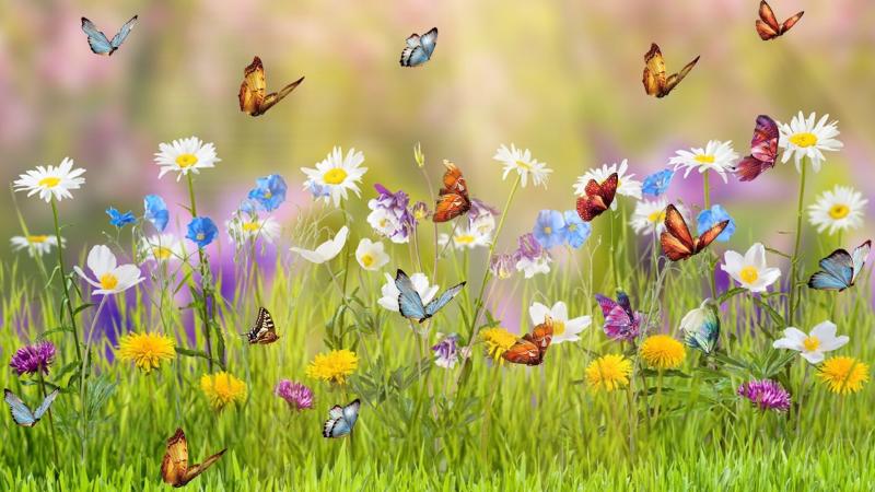 #فراشات #Butterfly #طبيعة - 23