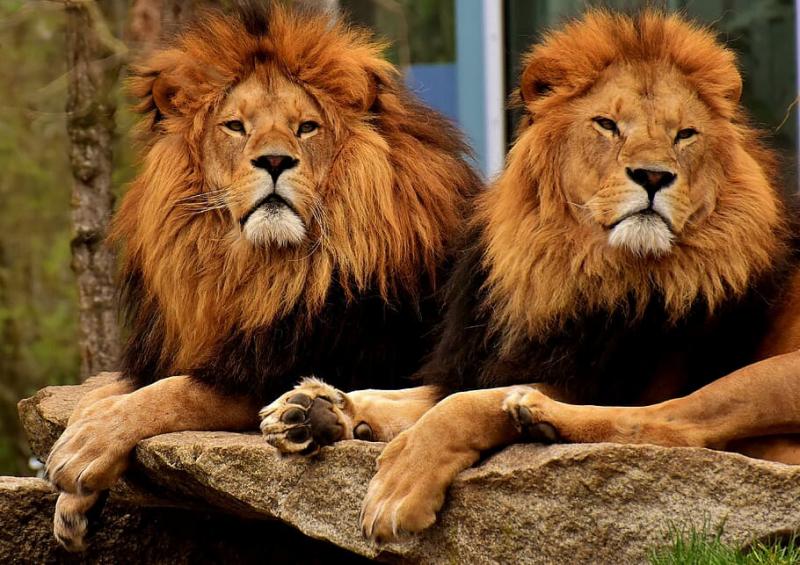 #أسد #Lion #حيوانات #Animals #طبيعة #Nature #خلفيات عالية الوضوح - 75
